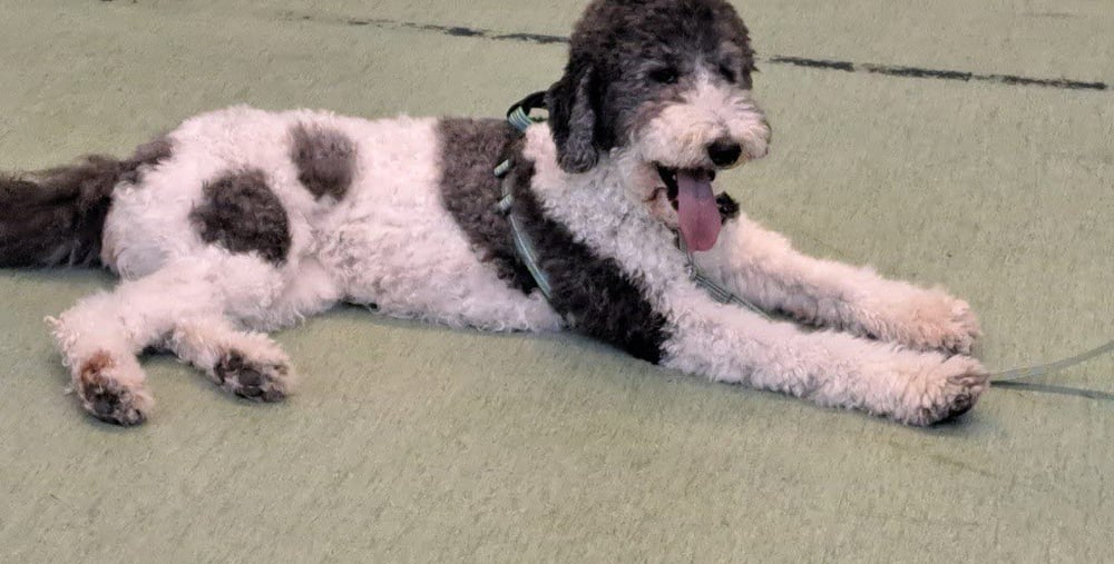 Svart- och vit-färgad hund som ligger ner på ett golv